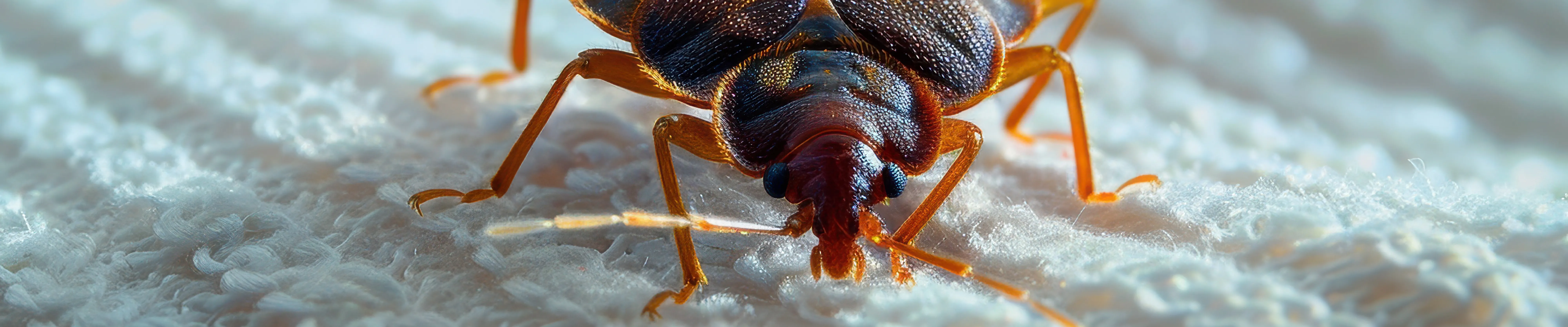 carpet cleaning in queens, carpet cleaning queens, carpet cleaners in queens, carpet cleaners in queens, commercial carpet cleaning, commercial carpet cleaning in queens, queens rug cleaners, rug cleaning services in queens, same day carpet cleaning, same day rug cleaning in queens