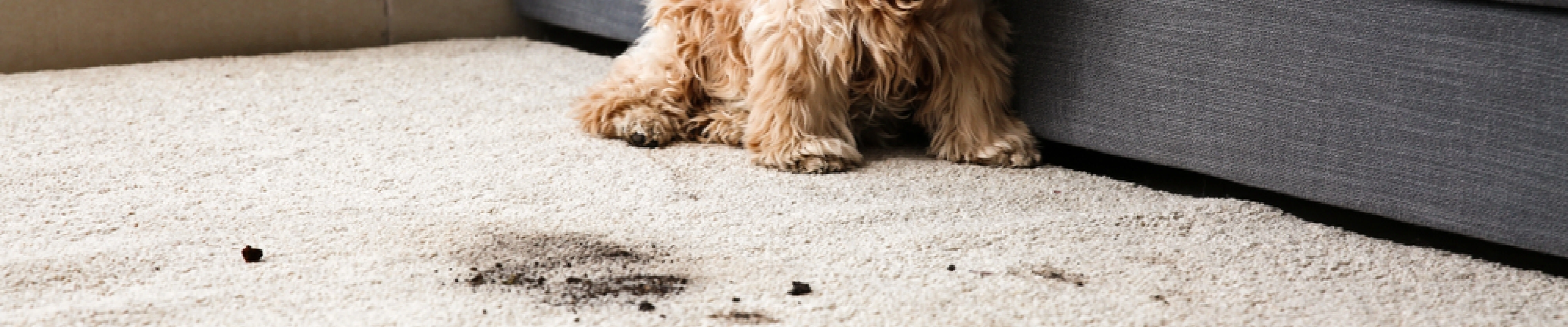 carpet cleaning in queens, carpet cleaning queens, carpet cleaners in queens, carpet cleaners in queens, commercial carpet cleaning, commercial carpet cleaning in queens, queens rug cleaners, rug cleaning services in queens, same day carpet cleaning, same day rug cleaning in queens